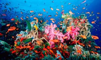 Sobrevivncia de corais depende do corte de 25% de CO2, dizem cientistas